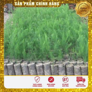 COMBO 02 gói hạt giống măngtây tím và măngtây xanh tặng 1 phânbón