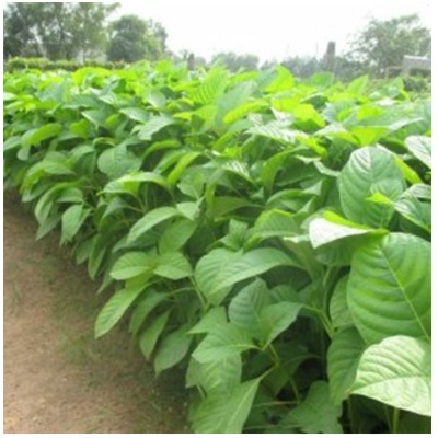 100 gram hạt giống gáo trắng