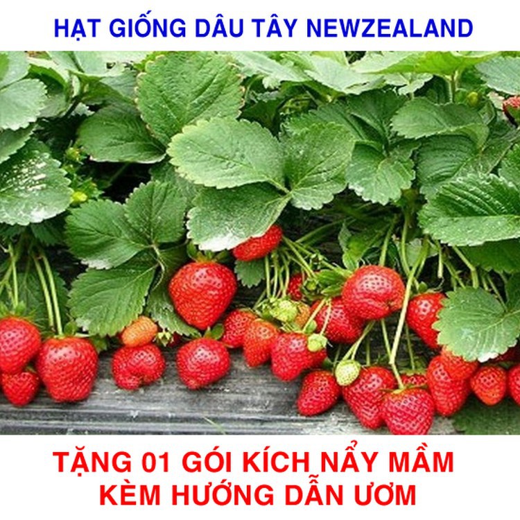 100 Hạt giống Dâu Tây Newzealand Quả To, Chịu Nhiệt (tặng gói kích nẩy mầm và hướng dẫn)