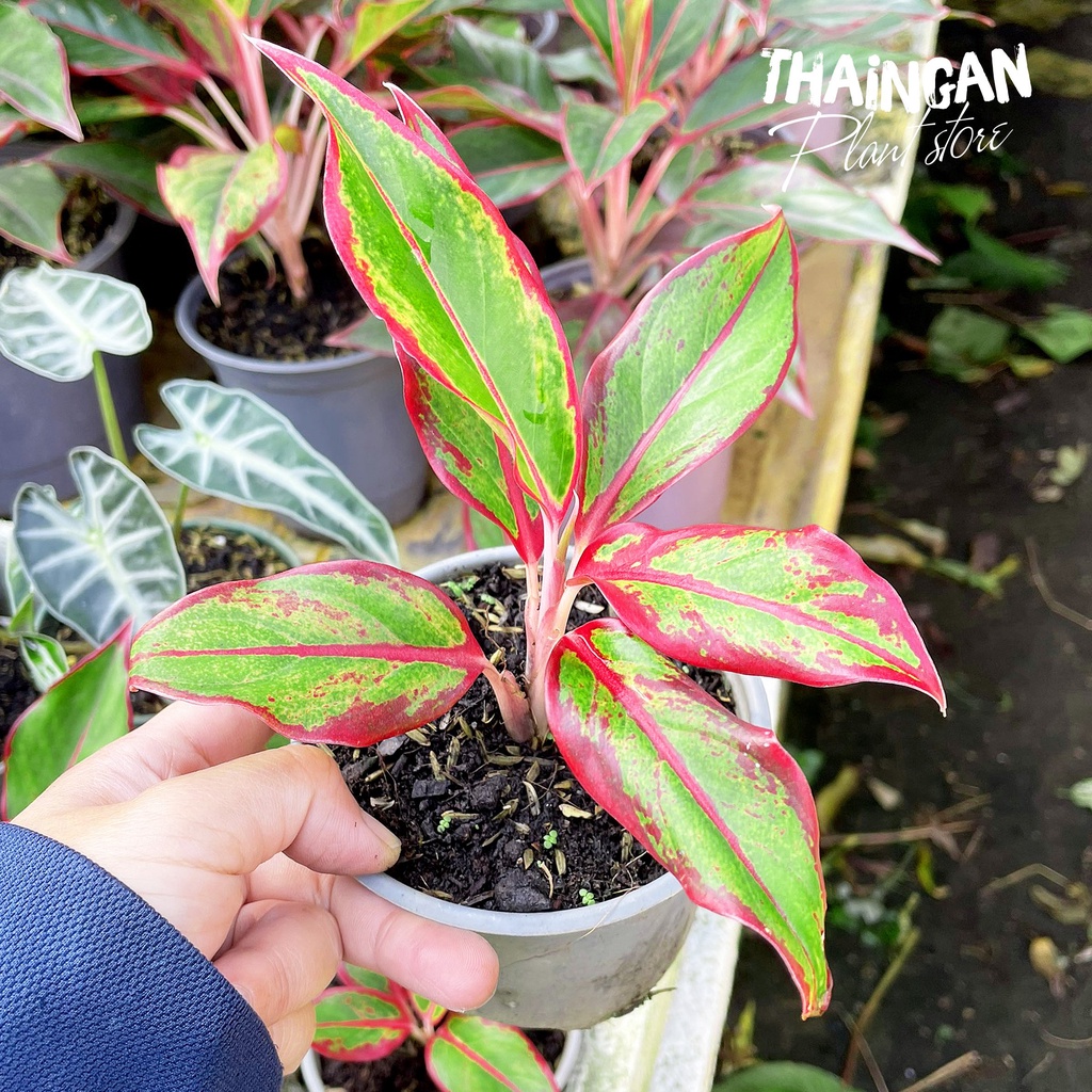 Cây Phú Quý - Vườn Ươm Thái Ngân