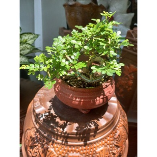 cây cần thăng bonsai để bàn