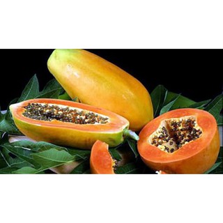 Hạt giống ĐU ĐỦ RUỘT ĐỎ