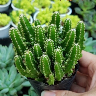 cây xương rồng thanh sơn