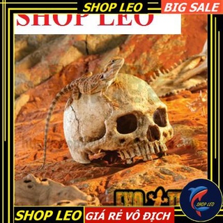 Hộp sọ trang trí - Hang trú thủy sinh - Hang bò sát