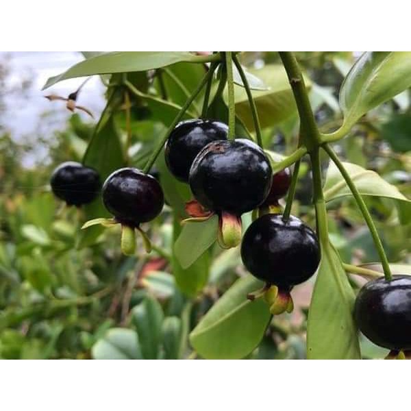 Cây Cherry Anh Đào Brazil