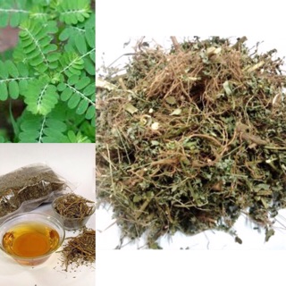 Cây chó đẻ răng cưa / Diệp hạ châu 1kg loại đẹp