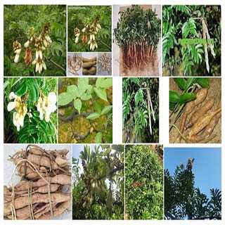 Cây giống cát sâm