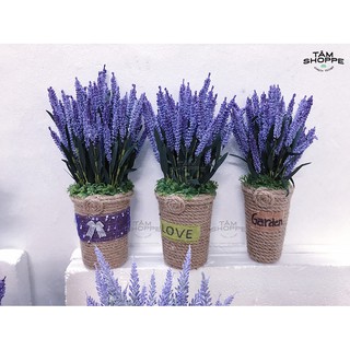 Chậu hoa Lavender Vintage Số 51