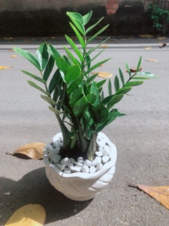 Chậu Cây Kim Phát Tài