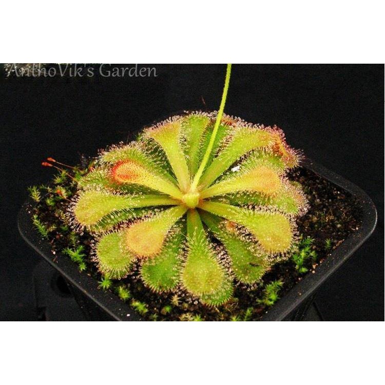 Cây bắt mồi gọng vó Drosera Venusta tên khác là Drosera Natalensis chuyên bắt côn trùng