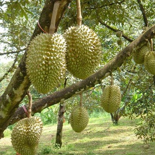 Cây giống sầu riêng monthon thái lan