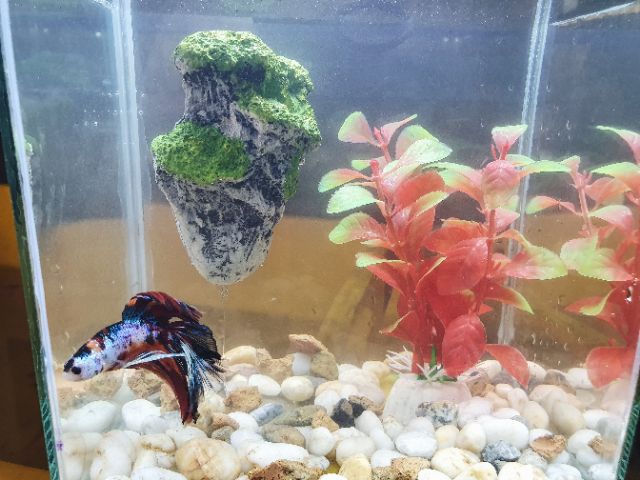 ĐÁ NỔI TREO DÀI 8CM RỘNG 5CM TRANG TRÍ HỒ CÁ NON BỘ