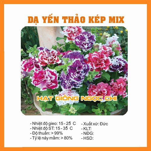 Hạt Giống Hoa Dạ Yến Thảo Kép F1 - 5 Hạt