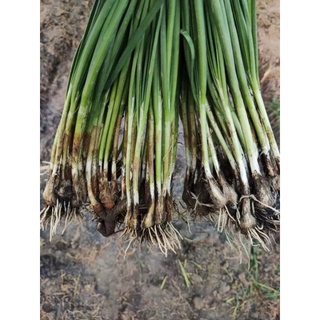 1200 củ hẹ gốc hẹ giống