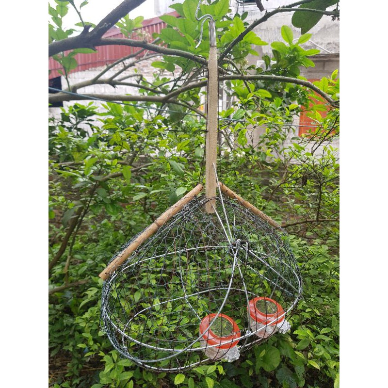 Lồng bẫy chim chào mào