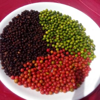 Tiêu sạch MIKA 1 kg