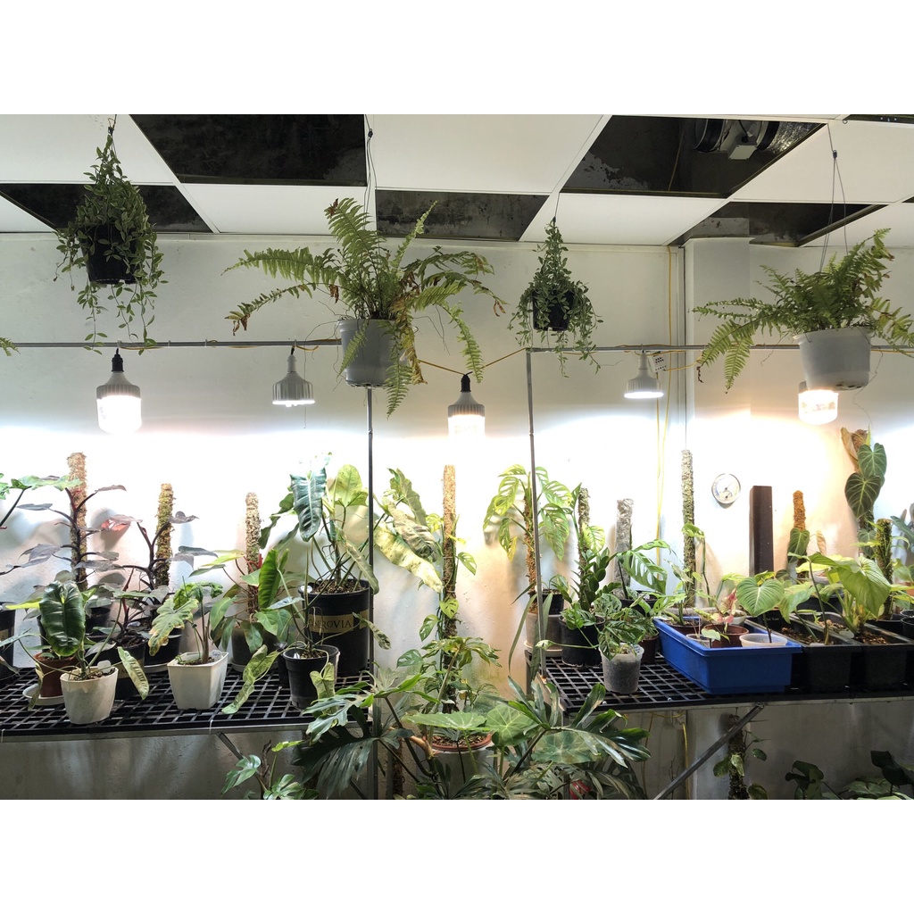 Đèn LED Trồng Cây và Quang Hợp Cho Cây Trong Nhà, Đủ Phổ Như Ánh Sáng Tự Nhiên, Chính Hãng Rạng Đông, Bảo Hành 2 Năm.