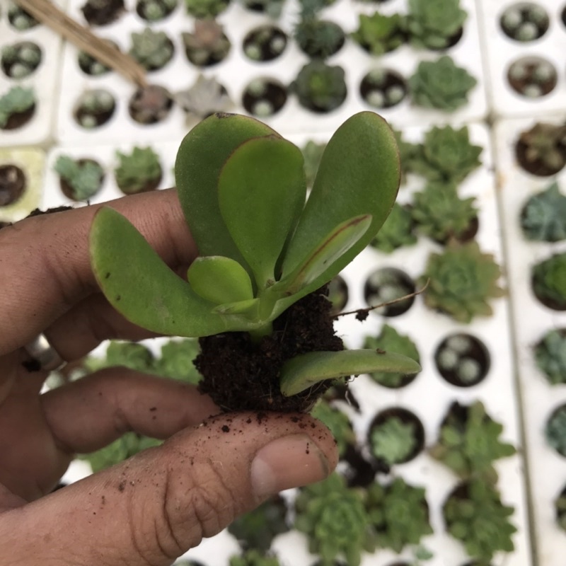 Sen thạch bích cánh bướm vĩ