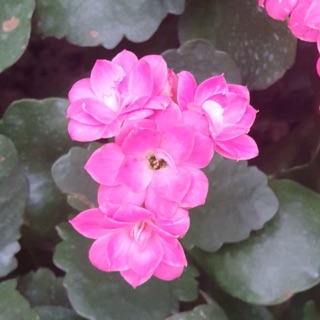 Combo hoa bỏng kép đủ màu 24 cây