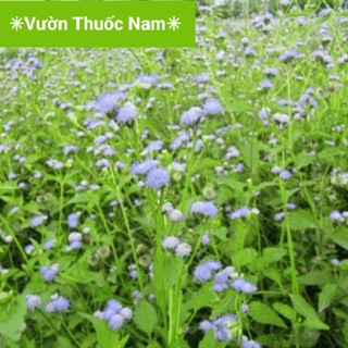 Cây Hoa cứt lợn , cỏ hôi tươi