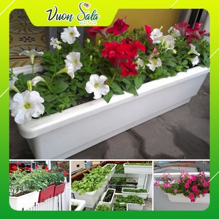 Chậu Trồng Cây, Trồng Hoa MÀU TRẮNG 48x21x16cm chữ nhật