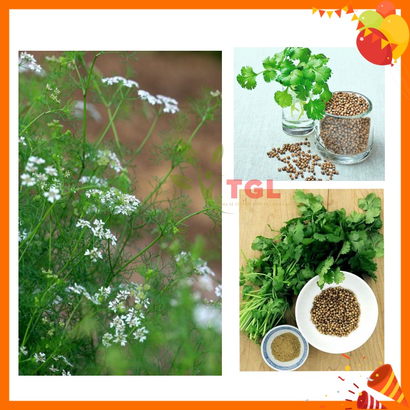 Hạt Giống Rau Mùi Hạt Lớn, Ngò Pháp Phú Điền, Hạt giống rau củ quả chất lượng tốt - Gói 20 Gram