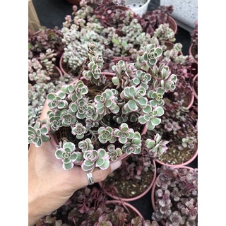 Sen đá Huyết Rồng Var