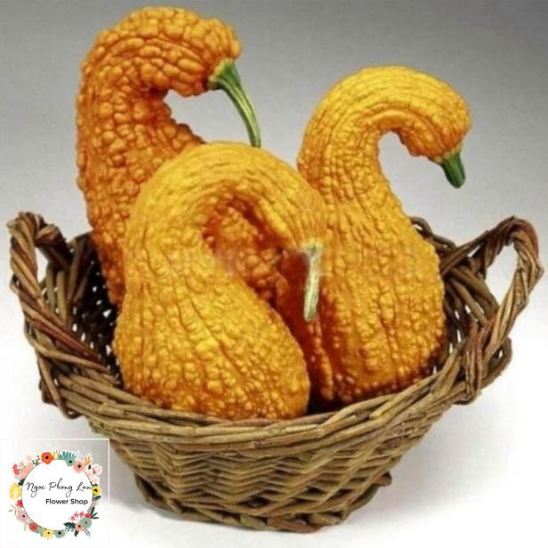 Hạt giống bí thiên nga - rau củ quả chịu nhiệt 4 mùa ngon nảy mầm cao 5 hạt RADO 335