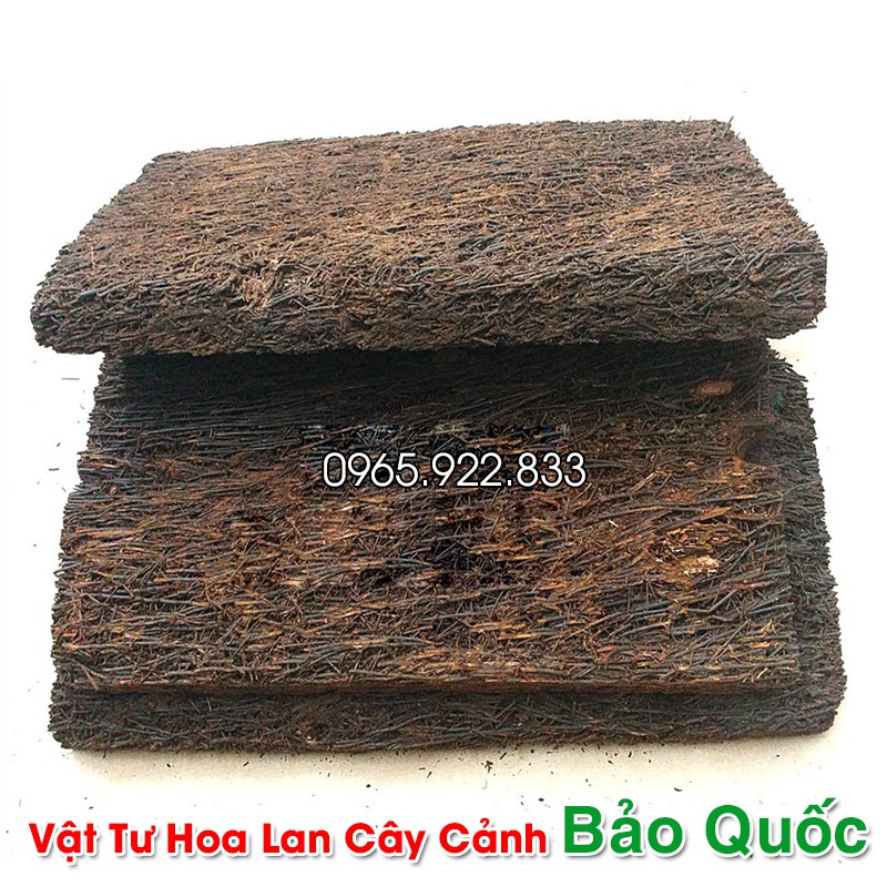 Giá Thể Dớn Trồng Lan 20x20x3cm