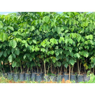 cây giống giáng hương cao 50-60cm