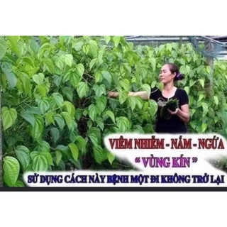 GEL VỆ SINH PHỤ NỮ DẠ THẢO LIÊN