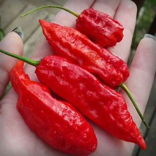 Hạt ớt giống - BHUT JOLOKIA RED (GHOST) - ViVa House Shop