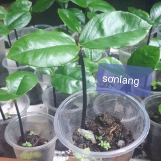 combo 10 Cây đào hồng nhung sóc trăng ( 2 lá )tặng 1cay