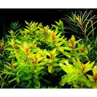 Cây thủy sinh Thanh Hồ Điệp