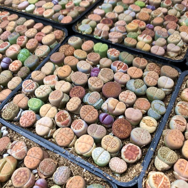 100 Lithop/ sen mông/ thạch lan (bán sỉ)