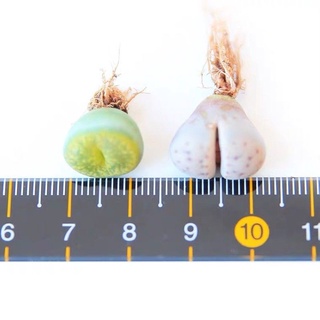 ($ale 50%)Sen Mông-Lithops siêu đẹp (lưu ý gửi từ 5k) mua 10 tặng 1