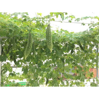 Dung dịch thuỷ canh dạng bột hoà tan