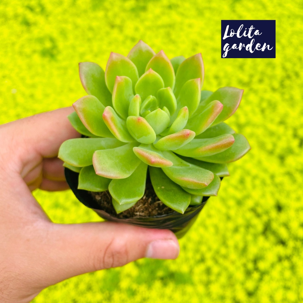 Sen đá mặt trời giống mới Đà Lạt size bé cây cảnh trang trí nhà cửa Lolita garden