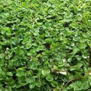 Combo cho bạn shophatgiong94