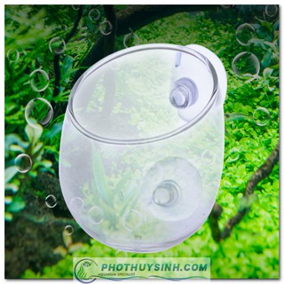 Cốc trồng cây