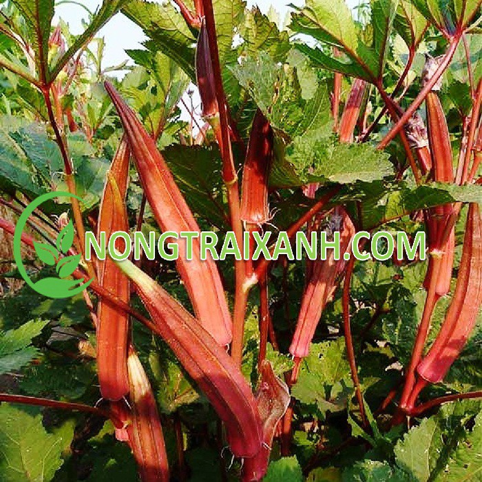 5GR - HẠT GIỐNG ĐẬU BẮP ĐỎ