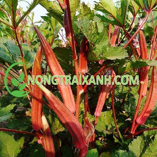 5gr - hạt giống đậu bắp đỏ