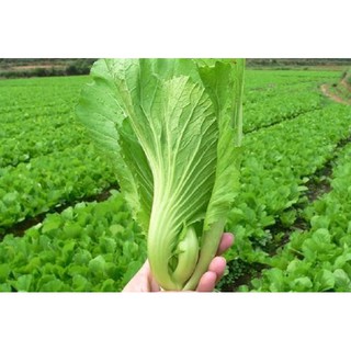 cải bẹ dưa