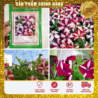 HẠT GIỐNG HOA DẠ YẾN THẢO SỌC F1 MIX (PETUNIA) 50 HẠT
