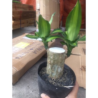 Phát tài khúc để bàn