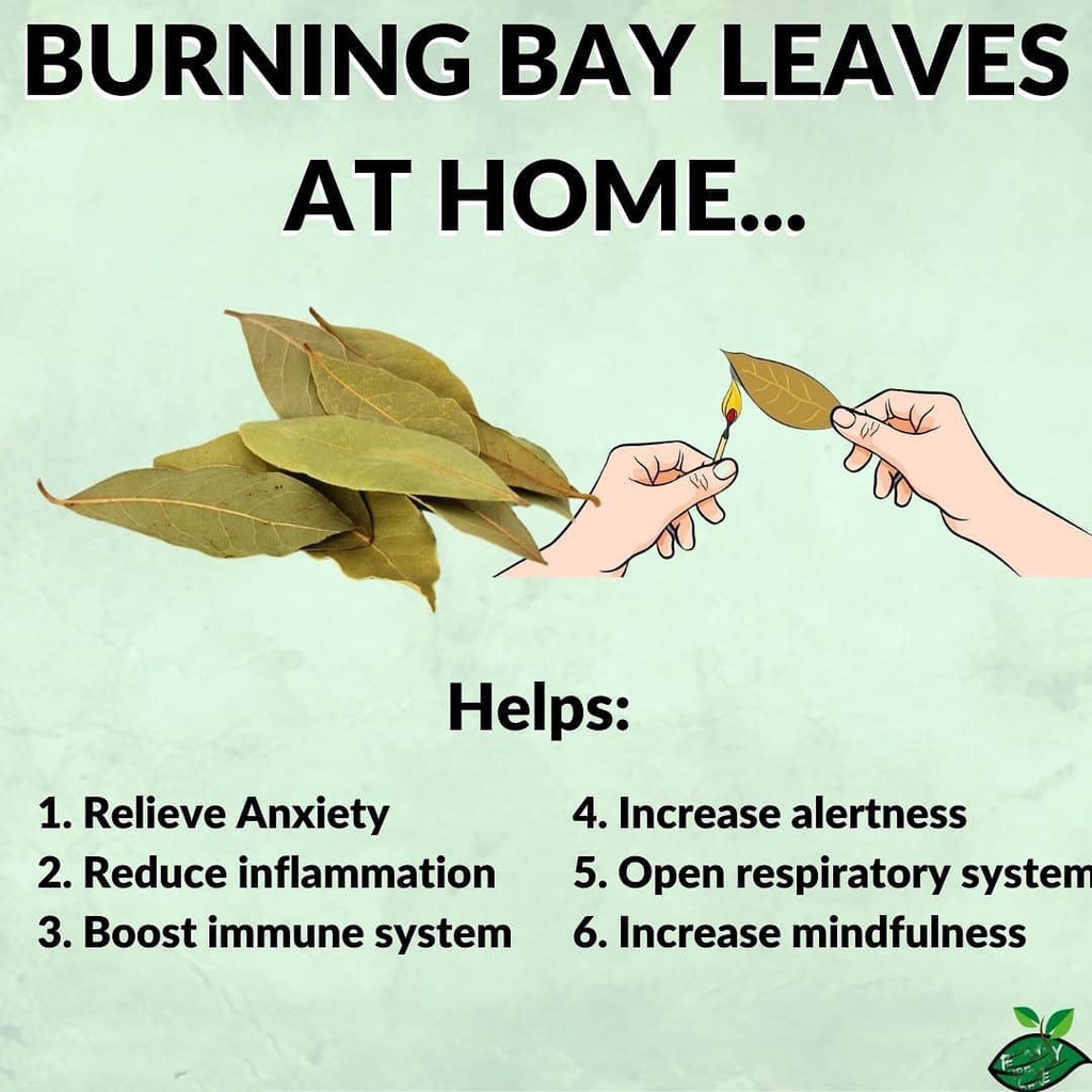 Lá Nguyệt Quế - Bay leaf may mắn