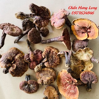 Nấm Lim Xanh - Nấm Linh Chi rừng 100g - Đông y chấn hưng long