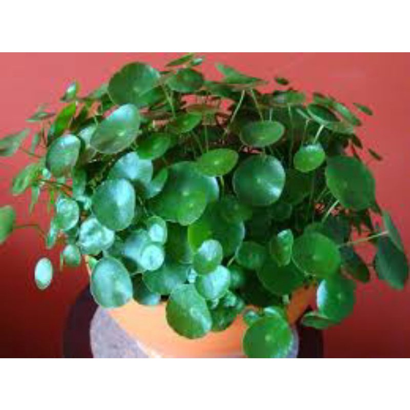 Rau má nhật/cỏ đồng tiền/sen dù