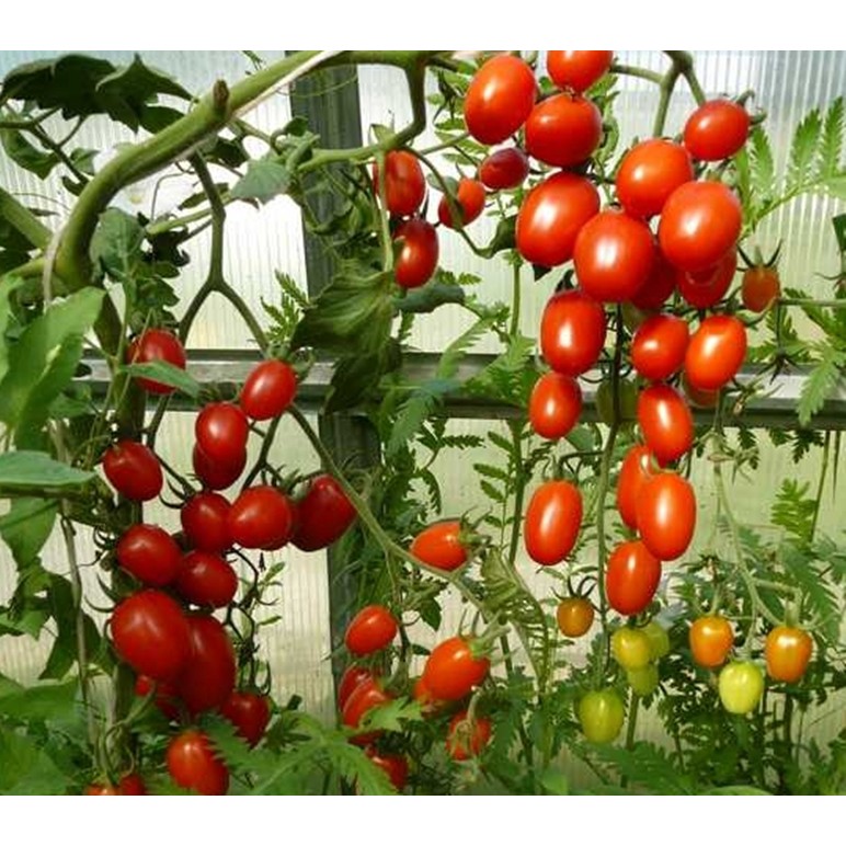 30 Hạt giống Cà chua bi nhót cây cao