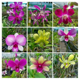 (Q.8 - GIAO TRONG NGÀY) Hoa lan, giá 3k/kei dành TẶNG KHÁCH KHI MUA TRÊN 100K.